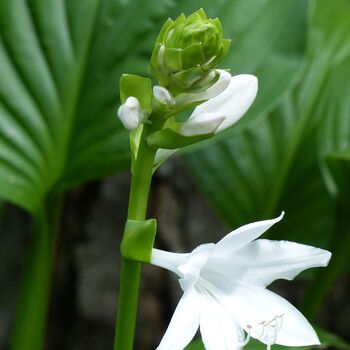 Hosta 'Royal Standard' One X Plant One Litre Pot, 3 of 6