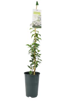 Trachelospermum Jasminoides In 3 L Pot, 2 of 4
