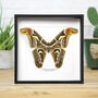 Edward's Atlas Moth Butterfly Entomology Taxidermy Box Frame, thumbnail 1 of 3