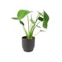 Monstera Swiss Cheese Plant In 12cm Pot, thumbnail 2 of 10