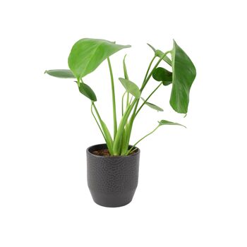 Monstera Swiss Cheese Plant In 12cm Pot, 2 of 10