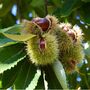 Sweet Chestnut Tree One X Tall Plant In 10 Litre Pot, thumbnail 5 of 5