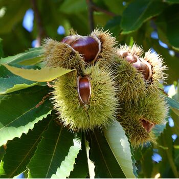 Sweet Chestnut Tree One X Tall Plant In 10 Litre Pot, 5 of 5