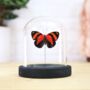 Orange 88 Insect Bug Moth Butterfly Bell Jar Entomology Taxidermy Interior Design Home Decor Cloche Modern Display Gift Ornament, thumbnail 1 of 3