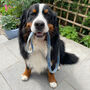 Stanley's Sky Harris Tweed Dog Lead, thumbnail 3 of 4