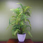 70cm Artificial Tree Fern With Decorative Planter, thumbnail 1 of 3