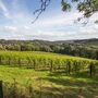 Classic Vineyard Tour And Wine Tasting For Two, thumbnail 2 of 4