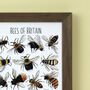 Bees Of Britain Wildlife Watercolour Print, thumbnail 2 of 6