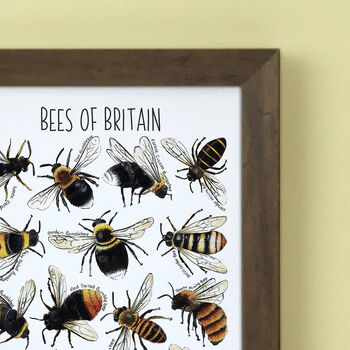 Bees Of Britain Wildlife Watercolour Print, 2 of 6