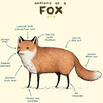 Anatomy Of A Fox Art Print By Sophie Corrigan, 3 of 4
