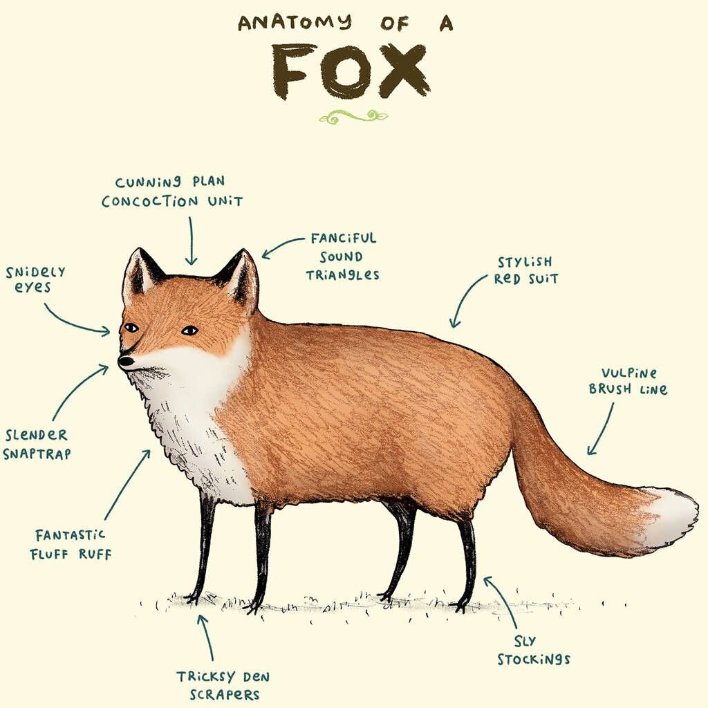 Anatomy Of A Fox Art Print By Sophie Corrigan By Wraptious