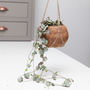 String Of Hearts House Plant In Hanging Kokedama Gift, thumbnail 1 of 2