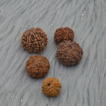 Seven Faced Nepali Rudraksha Beads Jewelry, 5 of 6