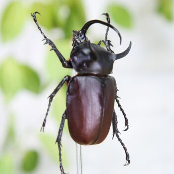 Devil Horned Rhinoceros Beetle Closedwing Insect Bug Entomology Taxidermy Bell Jar, 2 of 4