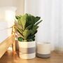 Pack Of Two Flower Planter Storage Containers, thumbnail 9 of 12