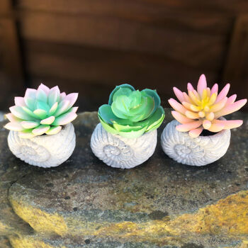 Faux Succulent In Handmade Ammonite Shell Pots, 9 of 9