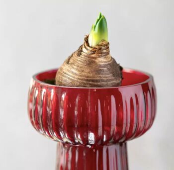 Red Ribbed Hyacinth Vase, 3 of 4