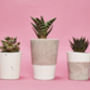 Concrete Pot Small With Cactus/ Succulent In White, thumbnail 5 of 5