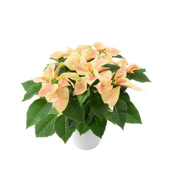 Marble Poinsettia Gift In White Ceramic Pot – 13cm – Free Standard Gift Wrap, 2 of 3