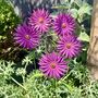 Aster Garden Sculpture Stakes Set Of Five, thumbnail 1 of 4