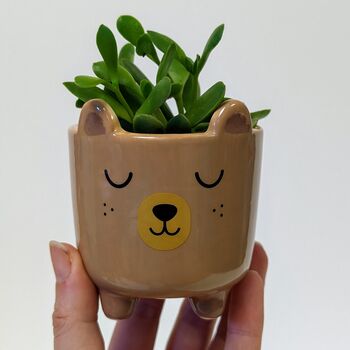 Plant Your Own Succulent Kit With Bear Pot, 4 of 5
