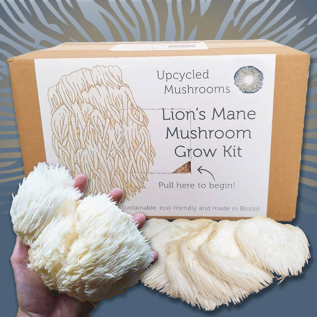 Lion's Mane Mushroom Grow Kit By Upcycled Mushrooms
