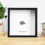 Sikhote Alin Meteorite Xl Box Frame Real Authentic Space Meteor Fragment Museum Quality Natural History Interior Design Home Decor Display Gift Ornament, thumbnail 1 of 4