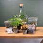 Open Terrarium Kit With Two Terrarium Plants, thumbnail 1 of 10