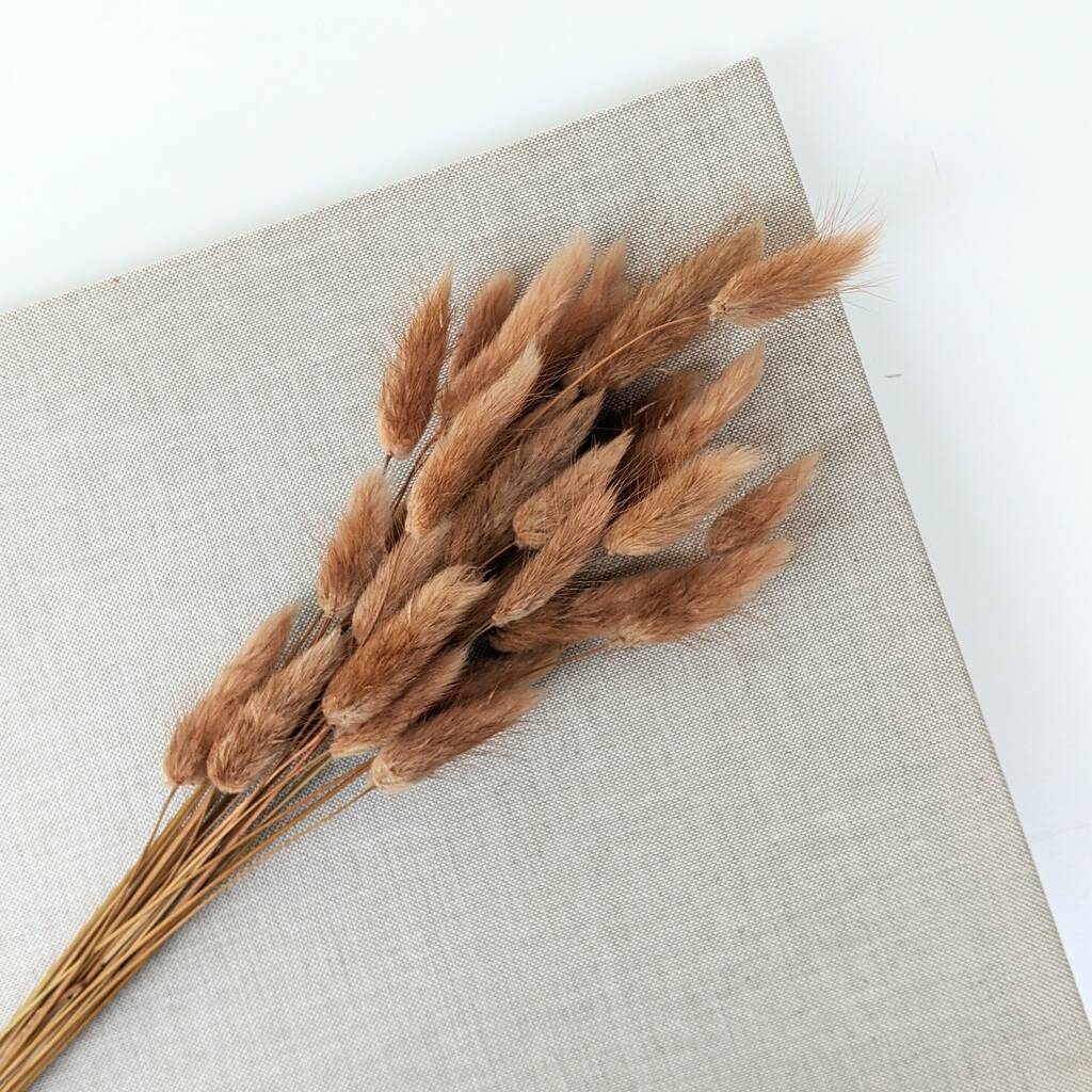 Dried Bunny Tail Grass By Peastyle
