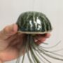 Ceramic Shell Jellyfish Air Plant Gift For Plant Lover, thumbnail 8 of 12