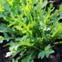 Salad Plants Rocket 12 X Plant Pack, thumbnail 4 of 5