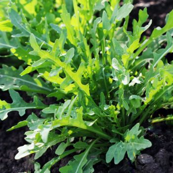 Salad Plants Rocket 12 X Plant Pack, 4 of 5