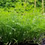 Herbs, Fennel Plants, Full Plants In 9cm Pots, thumbnail 5 of 5