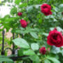 Climbing Rose 'Paul's Scarlet' Bare Rooted Plant, thumbnail 5 of 5