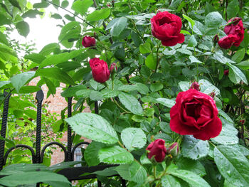 Climbing Rose 'Paul's Scarlet' Bare Rooted Plant, 5 of 5