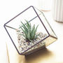 Glass Cube Succulent Terrarium Kit, thumbnail 3 of 7