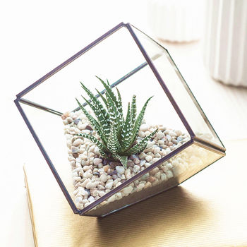 Glass Cube Succulent Terrarium Kit, 3 of 7