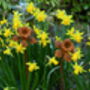 Rusty Metal Daffodil, thumbnail 2 of 3