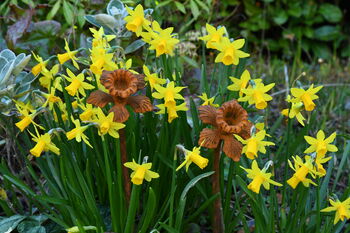 Rusty Metal Daffodil, 2 of 3