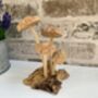 Hand Carved Shitake Wood Mushrooms On Driftwood Base, thumbnail 11 of 11
