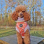 Peach And Ivy Blossom Dog Harness, thumbnail 3 of 4