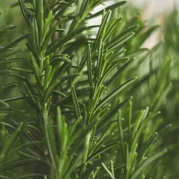 Herb Plants Rosemary Three X 9cm Pots, 2 of 4