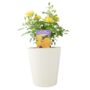 The Golden Anniversary Rose – Golden Yellow Patio Rose, thumbnail 3 of 5