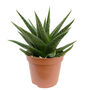 Narrow Leaved Aloe Easy Care Decorative Plant, thumbnail 5 of 5