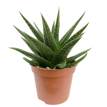 Narrow Leaved Aloe Easy Care Decorative Plant, 5 of 5