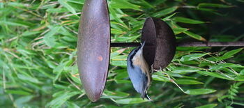 Metal Bird Feeder, 6 of 6