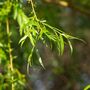 Salix Pendula Trees, Weeping Williow Tree, 10 L Pots, thumbnail 1 of 3