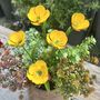 Buttercup Garden Stakes Set Of Five, thumbnail 3 of 5