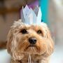 Pet Birthday Hat, thumbnail 2 of 7