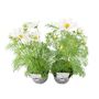 Cosmos White Flowering Plants – Set Of Two In 1 L Pots, thumbnail 2 of 3
